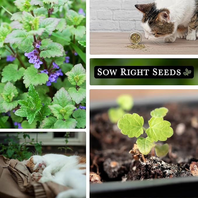 Sow Right Seeds - Catnip Seed for Planting - Popular Herb for Happy Cats - Non-GMO Heirloom Packet with Instructions to Plant and Grow - A Gift for The Cat Lover - Perennial Herb Indoors (2)