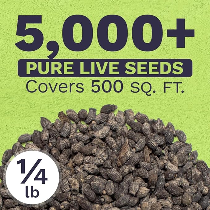 Borage Seeds – Bulk Quarter Pound Bag – Over 5,000 Open Pollinated Non-GMO Wildflower Seeds – Borago officianalis