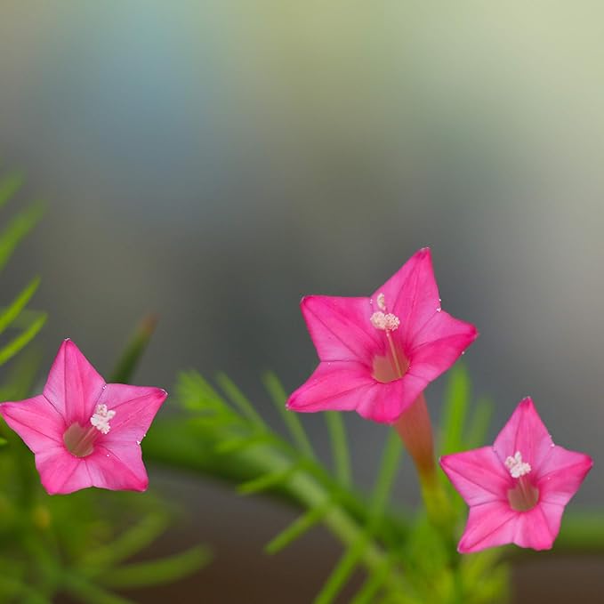 Outsidepride 100 Seeds Annual Rose Cypress Vine Flower Seeds for Planting