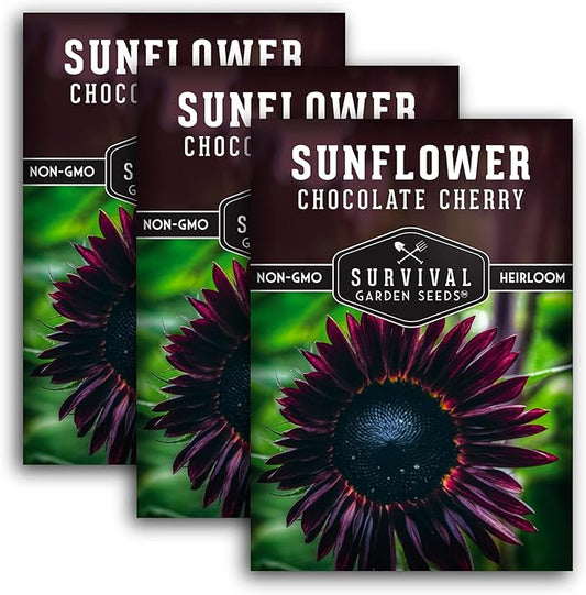 Survival Garden Seeds - Chocolate Cherry Sunflower Seed for Planting - 3 Packets with Instructions to Plant & Grow Burgundy Sunflowers in Your Vegetable & Flower Garden - Non-GMO Heirloom Variety