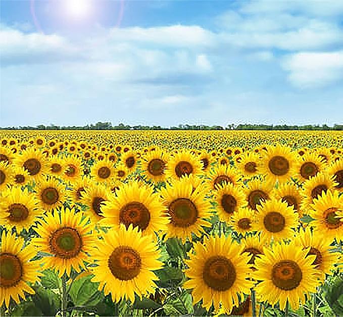 Double Sun Sunflower Seeds - Plants Grow up to 6 Feet