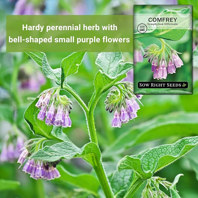 Sow Right Seeds - Comfrey Seeds for Planting - Non-GMO Heirloom Packet with Instructions to Plant an Outdoor or Indoor Herb Garden - Roots & Leaves for Home Remedies - Medicinal Salve, Oil, Tea (1)