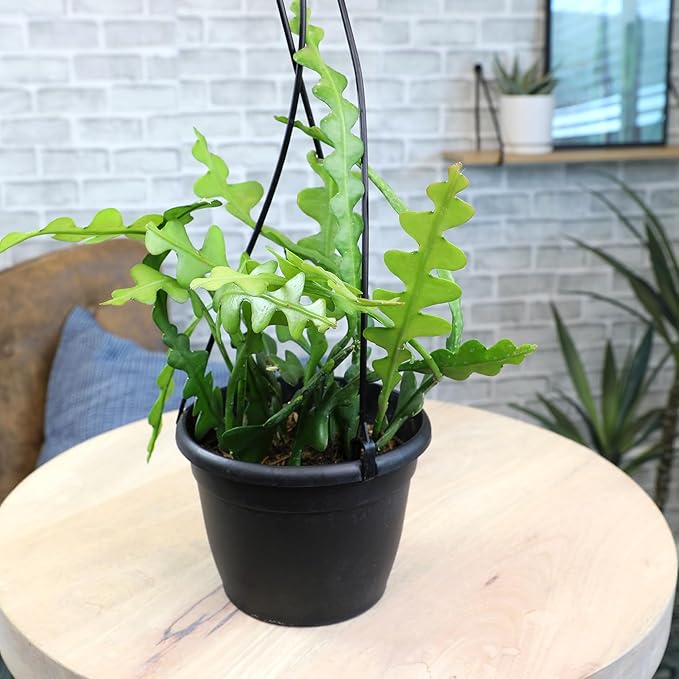 Zigzag Fishbone Cactus Plants Hanging Basket, Epiphyllum Plant, RIC Rac Cactus Plants Live Succulents Plants Live Houseplants, House Plants Indoors Live Indoor House Plants by Plants for Pets