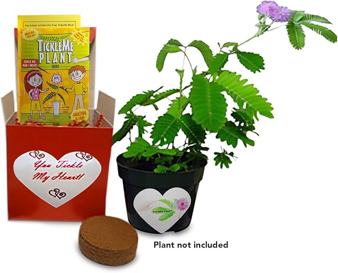Valentine's Day TickleMe Plant Gift Kit - You Tickle My Heart - Grow The Playful Plant That Closes its Leaves When Tickled or Kissed! Adult Plants can Produce Sparkling Pink Flowers. Complete kit.
