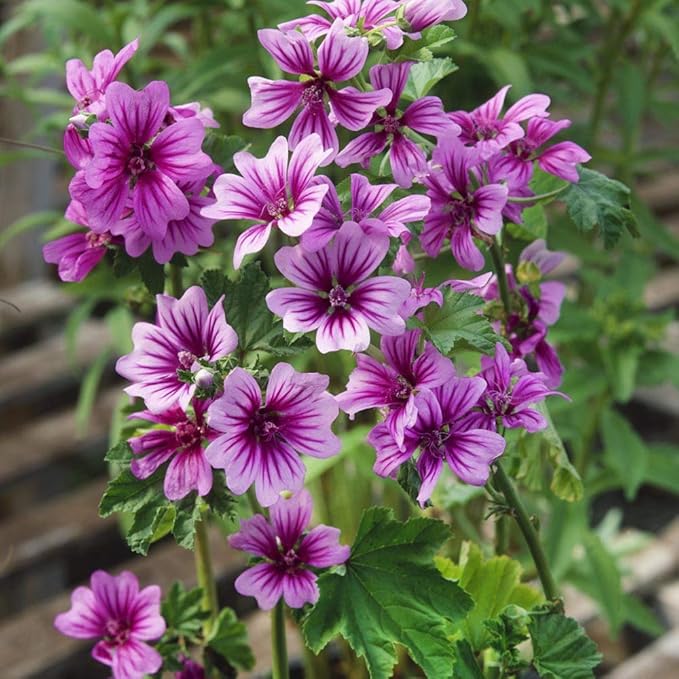 Outsidepride 1000 Seeds Perennial Malva Sylvestris Purple French Hollyhock Zebrina Flower Seeds for Planting