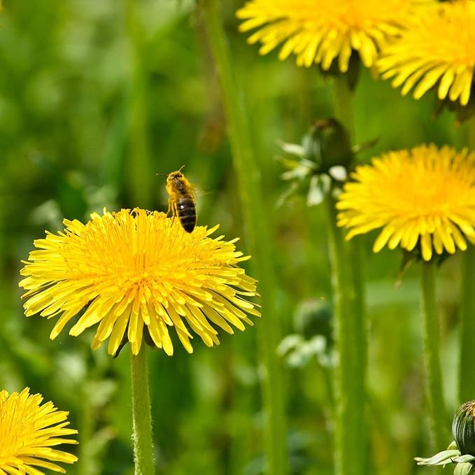 Outsidepride 10000 Seeds Perennial Taraxacum Officinale Dandelion Herb Garden Seeds for Planting