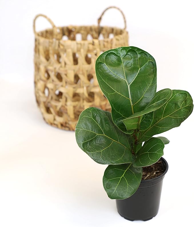 Plants for Pets Ficus Lyrata Fiddle Leaf Fig Plant, House Plants Indoors Live Ficus Tree Live Plant, Fig Trees Live Plants Indoor Plants Live Houseplants Fig Plants Live in Planter Pot in Soil Mix