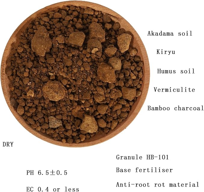 Lucky Bamboo, Rhapis excelsa (Lady Palm), Guanyin Bamboo Potting Soil Mix (6 L) Made in Japan