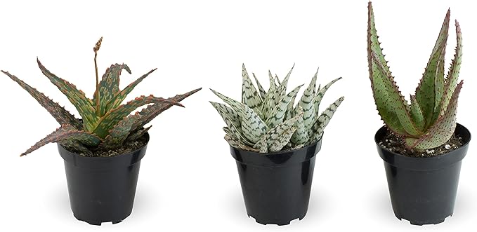 Live Aloe Plant Succulents (3 Pack), Succulents Plants Live in Potting Soil, Potted Succulents Live Plants, Star Aloe Plants Live in Cacti Pots, Cactus Plants Live Succulent Plants by Plants for Pets