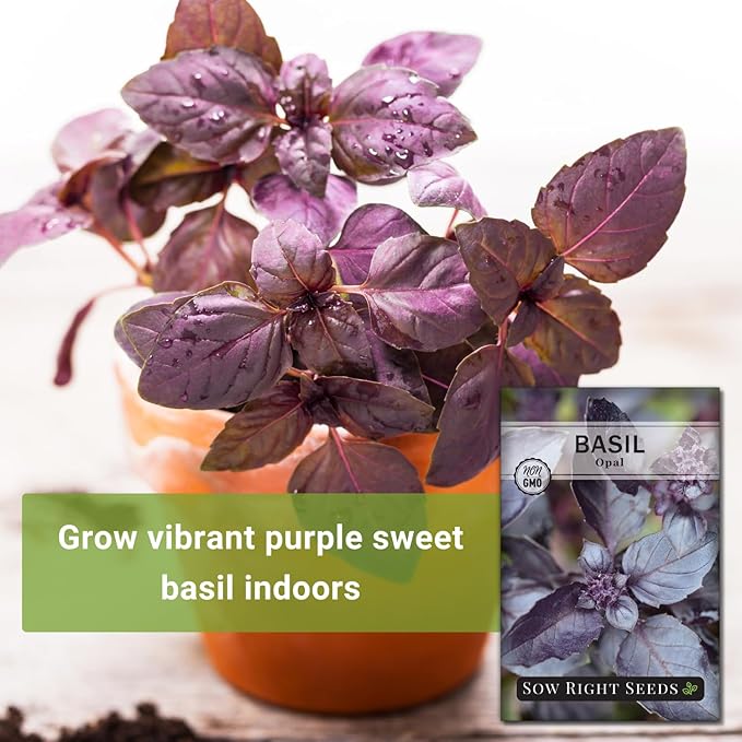 Sow Right Seeds - Opal Basil Seeds for Planting - Non-GMO Heirloom Packet with Instructions to Plant Indoors or Outdoor - Great for Hydroponics or Growing a Kitchen Herb Garden - Purple Leaves (2)