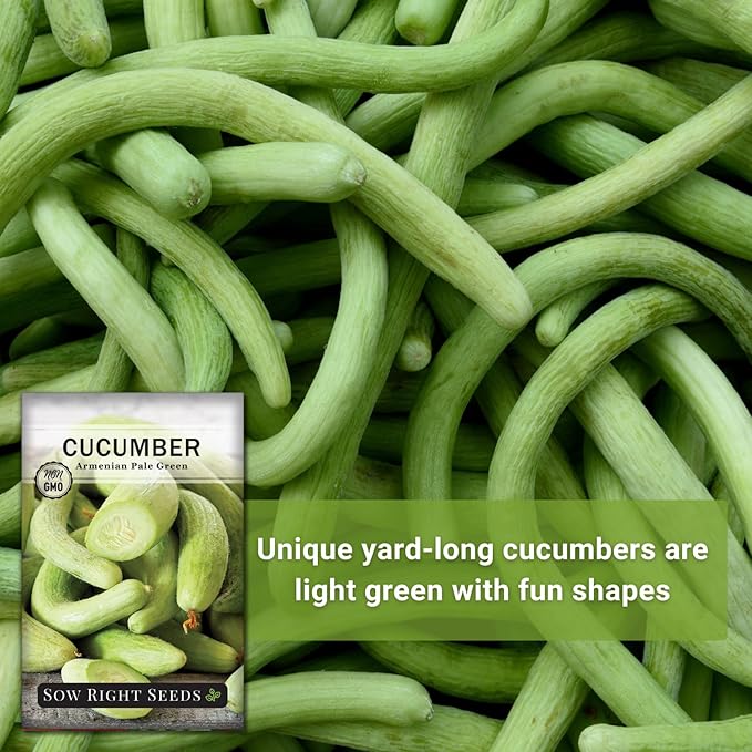 Sow Right Seeds - Armenian Pale Green Cucumber Seeds for Planting - Non-GMO Heirloom Packet with Instructions to Plant and Grow a Home Vegetable Garden - Yard Long Variety for Outdoors (4)