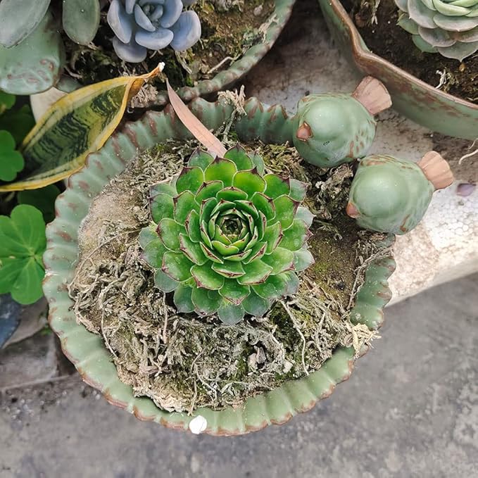 NWFashion Special Design Fun Garden 6INCH Flower Planter Succulent Pot Indoor OutdoorPlanter (Bird)