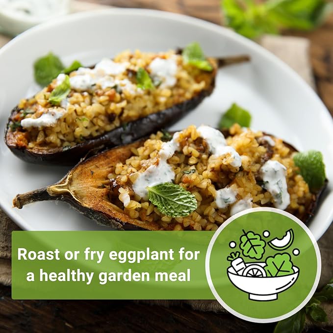 Sow Right Seeds - Black Beauty Eggplant Seed for Planting - Non-GMO Heirloom Packet with Instructions to Plant an Outdoor Home Vegetable Garden - Large Round Fruits, Deep Purple Variety (1)