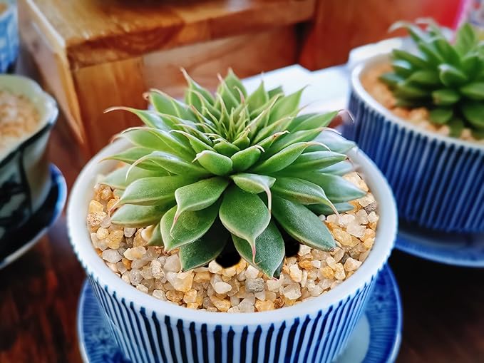 Coarse Golden Sand Stones, Boniosz 2.4lb Succulent and Cactus Bonsai Rocks Small Decorative Pebbles for Terrariums, Fairy Gardening, Top Dressing, and Houseplants