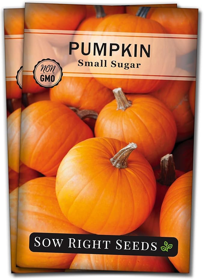Sow Right Seeds - Small Sugar Pumpkin Seed for Planting - Non-GMO Heirloom Packet with Instructions to Plant a Home Vegetable Garden - Mini Orange Sugar Variety on Long Vines - Fast Growing (2)