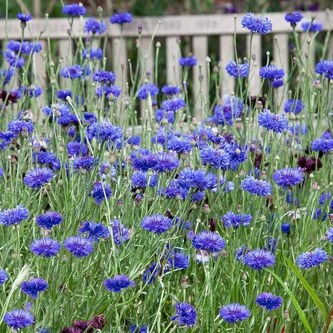 Outsidepride 2000 Seeds Blue Cornflower Bachelor's Button Dwarf Garden Flower Seeds for Planting