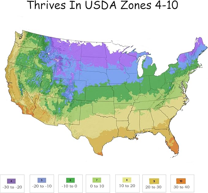 Shrub Color Guard Yucca, 2.25 Gal, Creamy White and Dark Green