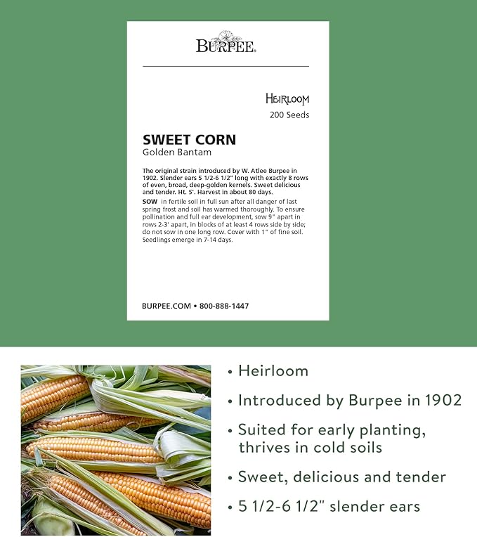 Burpee Golden Bantam Sweet Corn Seeds 200 seeds