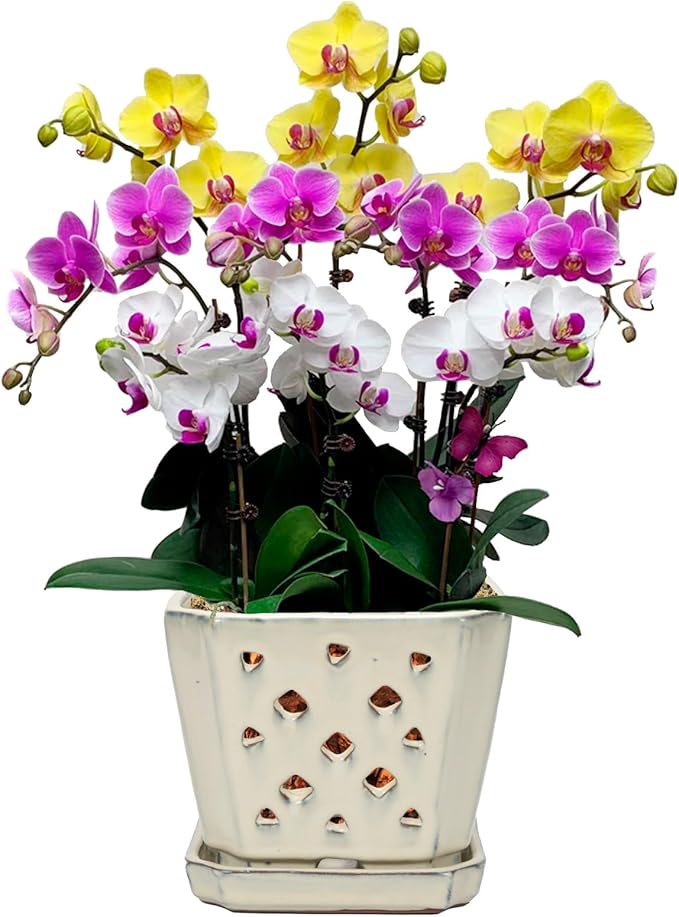 W&W Orchid Pot with Holes and Saucer for Repotting and Better Grow, Cream White, 7 Inches