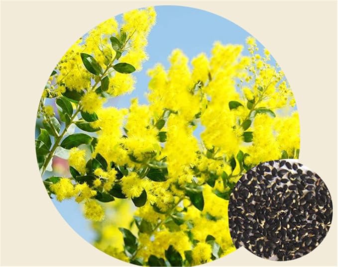 Rare Flower Seeds Acacia Dealbata Tree Or Shrub 100 Seeds Silver Wattle Mimosa