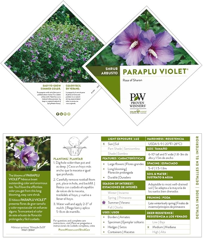 2 Gallon Proven Winners Paraplu 'Violet' Hibiscus