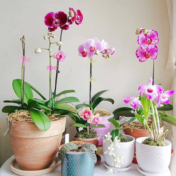 Legigo 4.4LBS Premium Sphagnum Moss for Plants- 80QT Natural Succulent Carnivorous Plant Moss Dried, Long Fiber Orchid Moss for Orchid Repotting Succulent Sarracenia Potted Plants Gardening & Reptiles