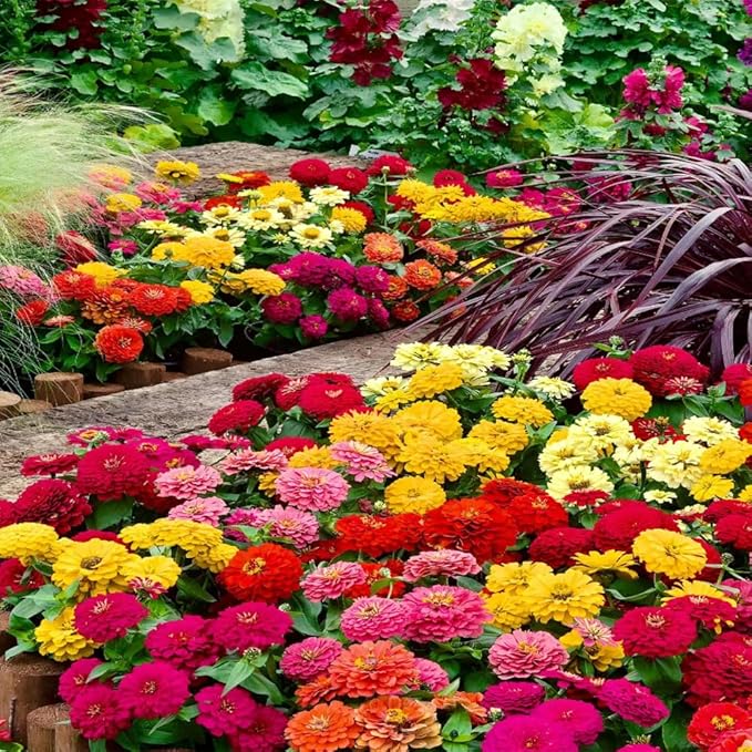 1000+ Mixed Zinnia Seeds for Planting Outdoors, Non-GMO, Heirloom, Beautiful Zinnia Flower Seeds - Attract Bees, Butterflies, Hummingbirds, Pollinators, Easy to Plant and Maintain