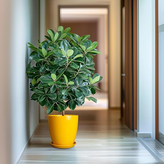 10 Inch Plant Pot - Ceramic Pot for Plants Outdoor Planter for Indoor Plants Large Plant Pot with Drainage Hole and Saucer Round Flower Pot for Home Patio Office Yellow