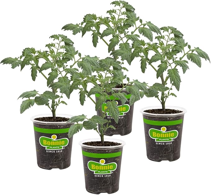 Bonnie PLANTS Husky Cherry Red Tomato Live Vegetable Plants - 4 Pack, Non-GMO, Bite Sized, Disease Resistant