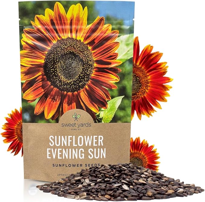Evening Sun Sunflower Seeds - Bulk 1/4 Pound Bag - Over 5,000 Fresh Open Pollinated Non-GMO Flower Seeds - Helianthus annus - Large Glowing Blooms