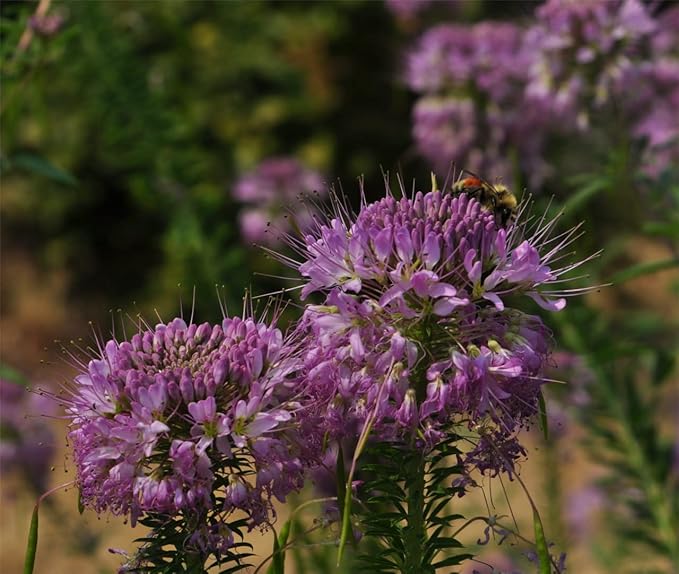 400 Rocky Mountain beeplant Seeds for Planting 3 Grams USA Harvested Native Pollinator bee Butterfly Bee Plant