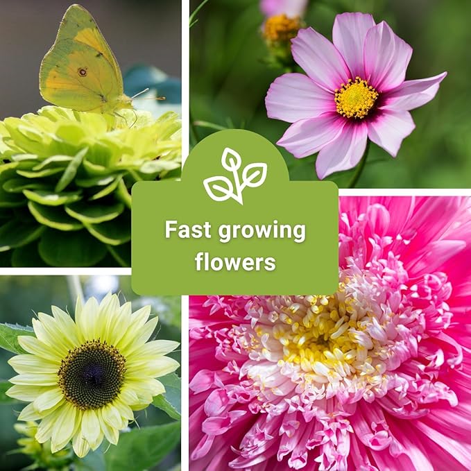 Sow Right Seeds - Annual Flower Seed Garden Collection for Planting - 5 Packets Includes Marigold, Zinnia, China Aster, Sunflower, and Cosmos - Grow in Pots or Outside, Raised Beds - Variety Pack