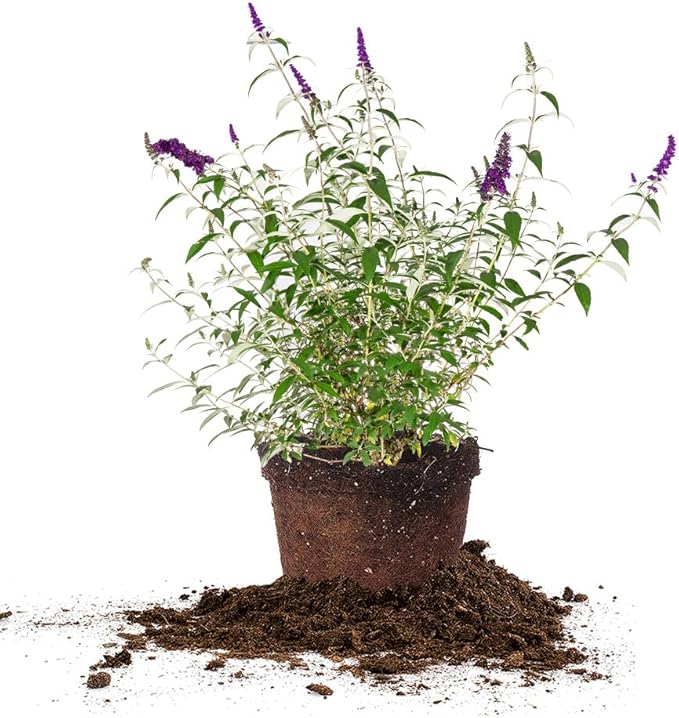 PERFECT PLANTS Black Knight Butterfly Shrub 3 Gallon | Live Bush for Outdoor Planting | Attracting Pollinators Like Butterflies, Bees, and Hummingbirds | Beautiful Dark Purple Flowers in Summer