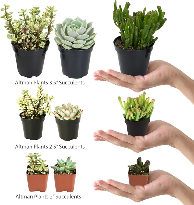 Altman Plants, Assorted Succulents Plants Live Houseplants (12PK), Succulent Plants Home Office Plants Live Indoor Plants, Live Plants Indoor House Plants, Easy Care Plants, Desk Plants Kitchen Plants