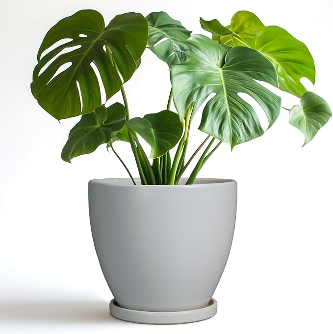 Ceramic Pots for Plants - 8 Inch Planter, Indoor Plant Pot with Drainage Hole and Saucers, Modern Flower Planters, Home Garden Patio Bathroom Porch Room Decor, Gray