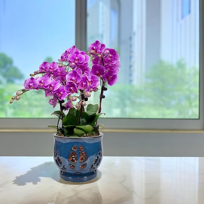 W&W Orchid Pot with Holes and Saucer for Repotting, Blue, 6.5 Inches