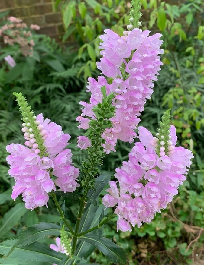 Tall Obedient Plant Flower Seeds 100 Seeds