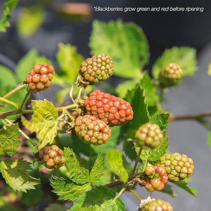 PERFECT PLANTS Arapaho Thornless BlackBerry Bush 1 Gal. Pot Tasty Sweet Fruit Large Firm Berries