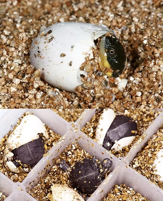 Organic Vermiculite 2 qt by Doter, Increases Water and Nutrient Retention and Aerates The Soil, Perfect for Root Cuttings, Seed Germination, Arranging Flowers, and Bedding for Invertebrates