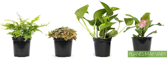 Altman Plants, Classic Houseplant Collection (4PK) Live Plants Indoor Plants Live Houseplants in Plant Pots, Easy House Plants Indoors Live, Snake Plant, Pothos in Potting Soil, Clean Air Plants
