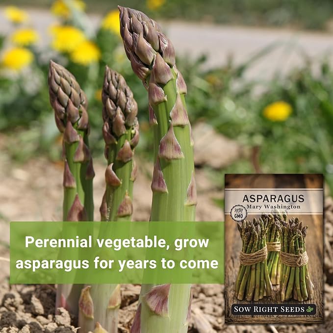 Sow Right Seeds - Mary Washington Asparagus Seed for Planting - Non-GMO Heirloom Packet with Instructions to Plant an Outdoor Home Vegetable Garden - Classic Perennial Stalks with Hearty Flavor (3)