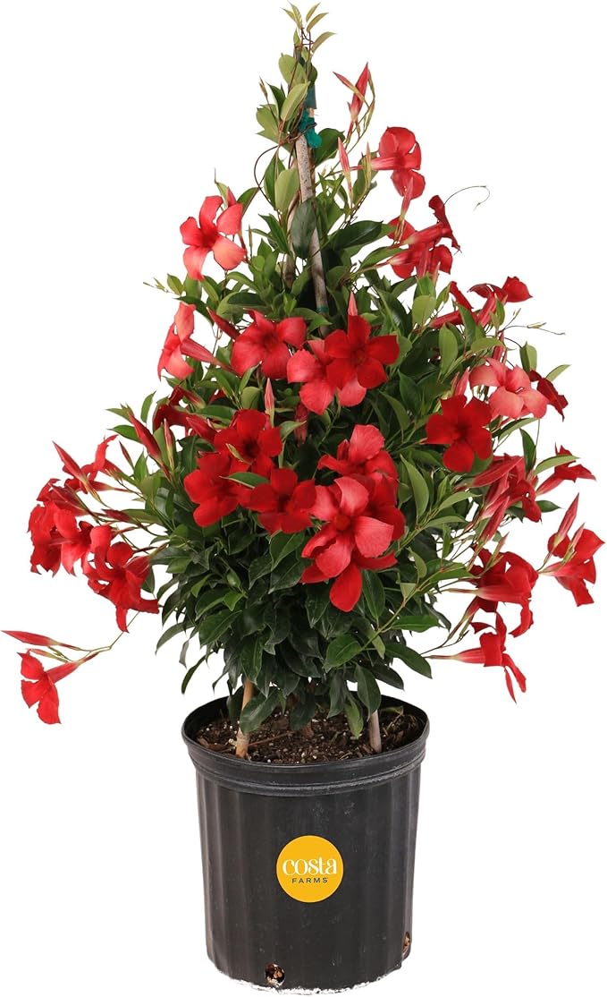 Costa Farms Premium Flowering Mandevilla Trellis, 30" Tall, Grower's Choice Bloom Color