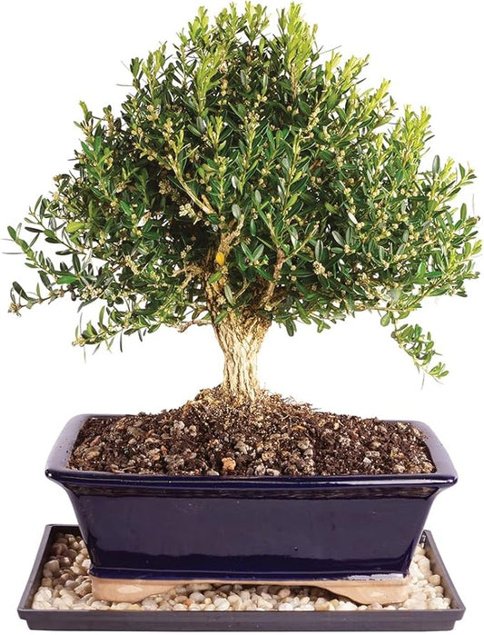 Brussel's Live Harland Boxwood Outdoor Bonsai Tree - 10 Years Old; 10" to 14" Tall with Decorative Container, Humidity Tray & Deco Rock