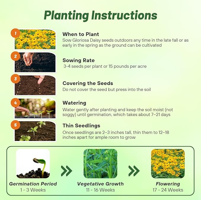 Outsidepride Indian Summer Gloriosa Daisy Seeds – 400 Pcs Perennial Rapid Growing, Heat & Drought Tolerant Rudbeckia Hirta Daisy Flower Seeds for Vibrant Meadows & Garden Borders (AAS Winner)