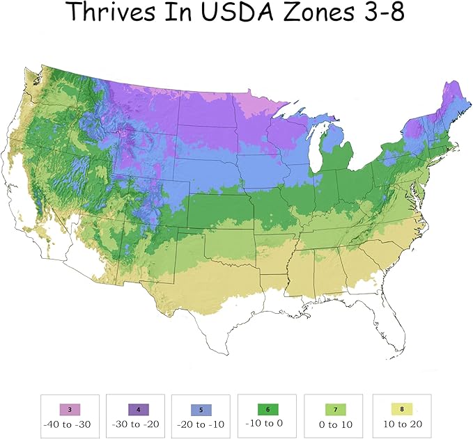 2 Gal Proven Winners Little Quick Fire Hydrangea, Rich Pink and Creamy White