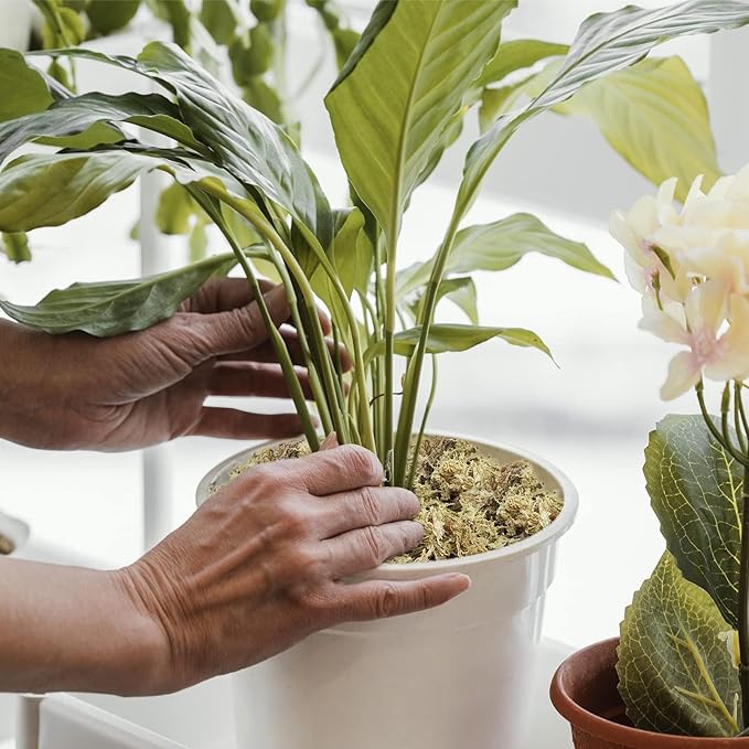 ZeeDix 4QT Natural Orchid Moss Sphagnum for Potting Mix, 3OZ Sphagnum Moss for Moss Pole Repotting Carnivorous Succulent Gardening Plants Reptiles, Dried Long Fibered Sphagnum Moss for Plants Indoor