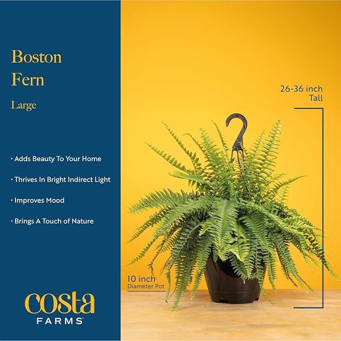 Costa Farms Ferns (2 Pack), Live Premium Boston Fern Plants in Hanging Basket Planters, Houseplants Potted in Soil Potting Mix, Outdoor Garden Gift, Beautiful Home Patio Décor, 16-Inches Tall