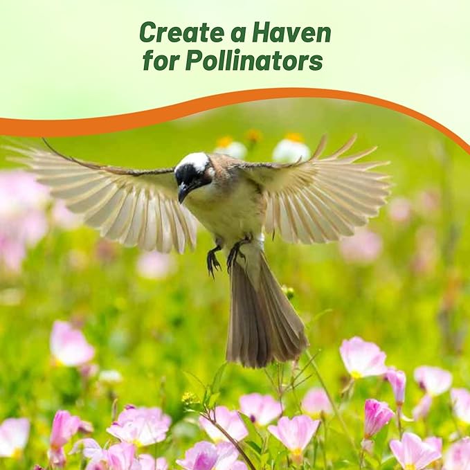 Outsidepride 1/8 lb. Perennial Oenothera Speciosa Showy Evening Primrose Wild Flower Seeds for Planting