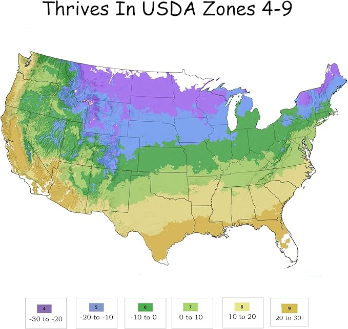 1 Gallon Southern Living Plant Collection Evergreen Stella Daylily