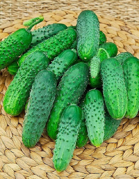Seeds Self-Pollinated Cucumber Be st Seller 37 Days for Pickling Indoor Non GMO Hybrid